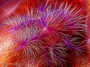 Hairy Squatlobster "Reanimated". by Marco Waagmeester 